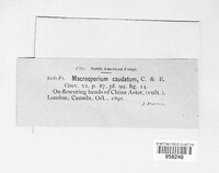 Alternaria caudata image